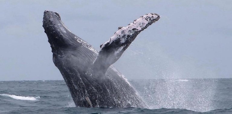 Humpback whale watching Puerto Lopez