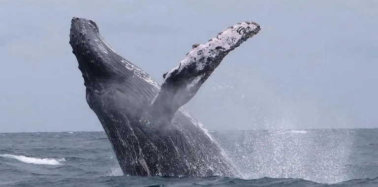 Observacion de ballenas jorobadas en Puerto Lopez