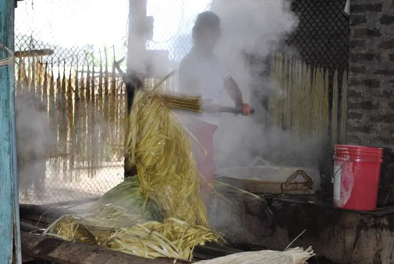 Cocinado y blanqueado de la paja toquilla