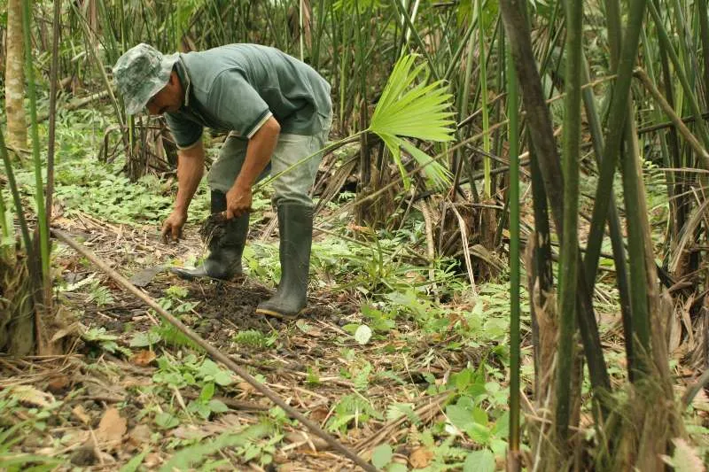 Cultivos de paja toquilla ecuador