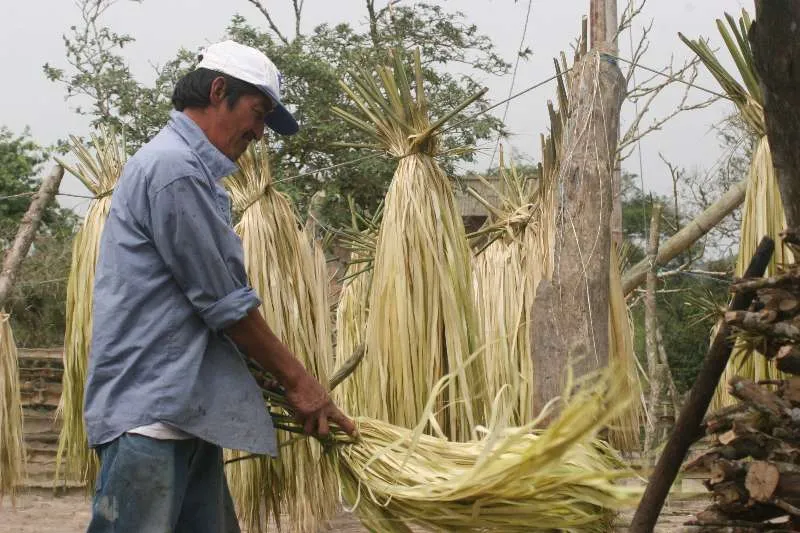 Sombreros de toquilla Ecuador