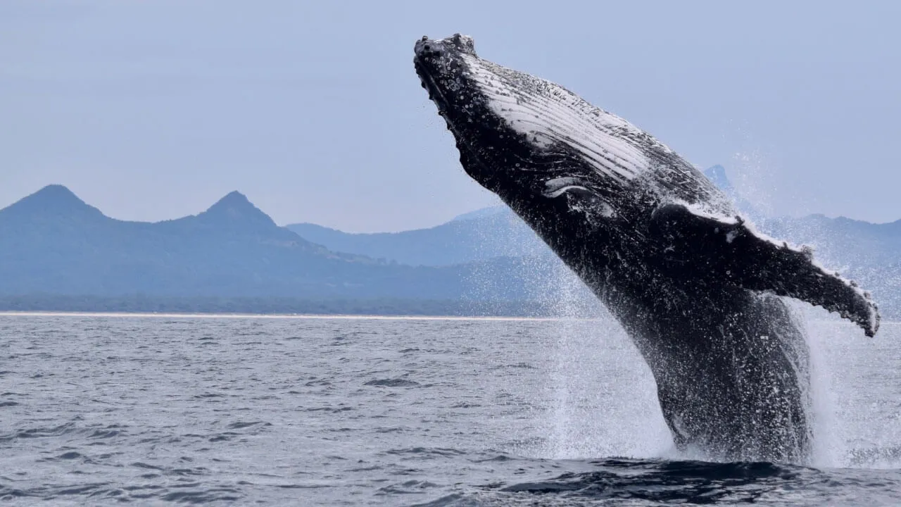 Avistamiento de ballenas jorobadas en Ecuador
