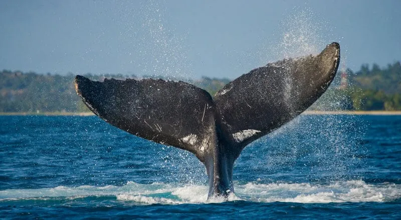 ballenas jorobadas en costa ecuatoriana