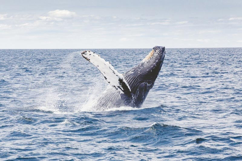 observacion de ballenas jorobadas ecuador