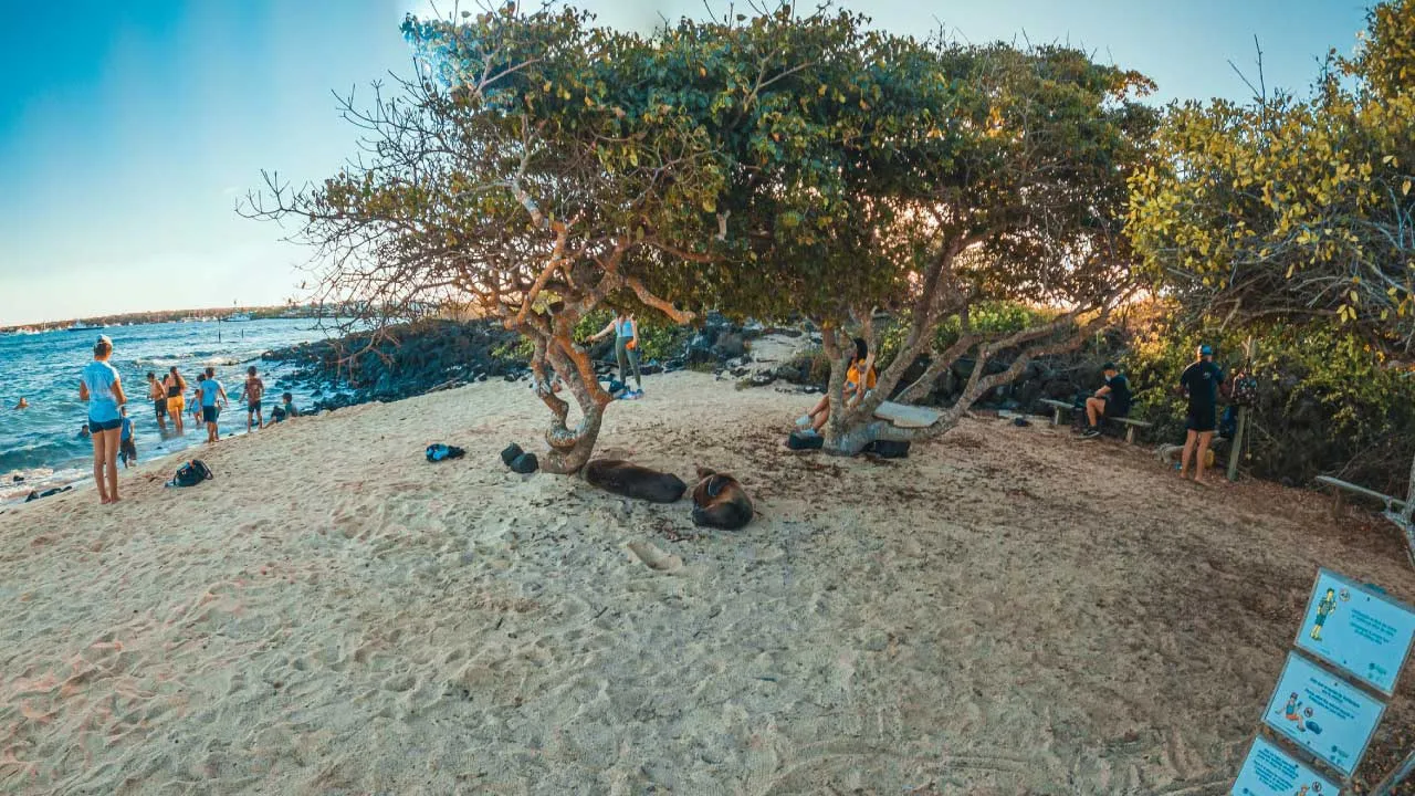 Playa de la Estacion Santa Cruz Galapagos